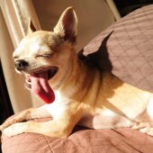 「犬飼いあるある」に関するアンケートvol.13