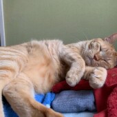 猫の毛柄・猫種に関するアンケートvol.01