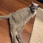 猫の好きなしぐさに関するアンケートvol.01