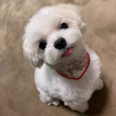 犬のヘルニアに関するアンケート