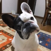 犬の口臭ケアに関するアンケート