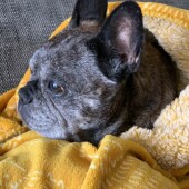 大型犬のおもちゃに関するアンケート