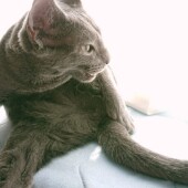 猫の健康診断に関するアンケートvol.01