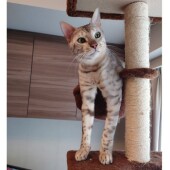 猫の生態・行動に関するアンケートvol.03