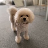 犬の歯磨きに関するアンケートvol.01