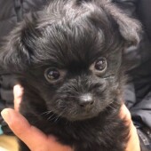 新型コロナウイルスの影響に関する犬飼いさんへのアンケートvol.02