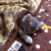 猫のトラブルに関するアンケートvol.02