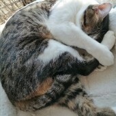 猫の爪切りに関するアンケート