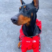 犬の散歩に関するアンケートvol.04
