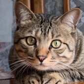 猫の爪とぎに関するアンケート