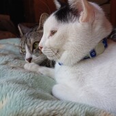 猫の飼育に関するアンケー ト