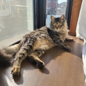 猫飼いさんのリアルに関するアンケートvol.01