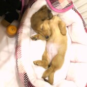 犬飼いさんのテレワークに関するアンケートvol.01