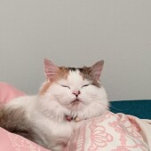 猫が絶対に反応する言葉に関するアンケートvol.01