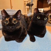 オス猫・メス猫の生態に関するアンケートvol.01