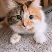 「猫飼いあるある」に関するアンケートvol.09