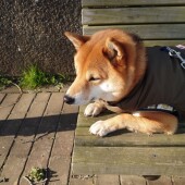 保護犬を迎えた経験のある人へのアンケートvol.01