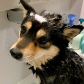 犬と地震に関するアンケートvol.01