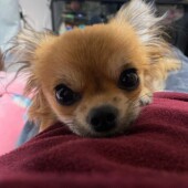 犬の食べ方に関するアンケートvol.01