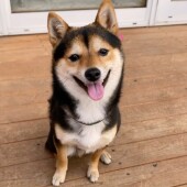 犬の防災に関するアンケートvol.01
