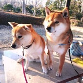 「犬飼いあるある」に関するアンケートvol.15