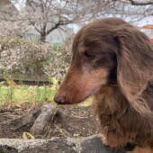 「犬を飼うことについて」に関するアンケートvol.16