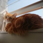 猫グッズに関するアンケートvol.01