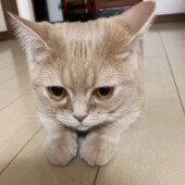 猫のおもちゃに関するアンケートvol.01