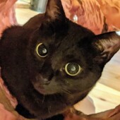 猫の名前に関するアンケートvol.01