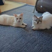 猫の生態・行動に関するアンケートvol.04