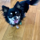 犬の介護に関するアンケートvol,01