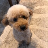 犬のトラブルに関するアンケートvol.01