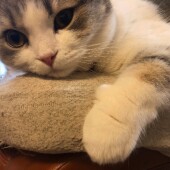 好きな「ニャン語」に関するアンケートvol.01