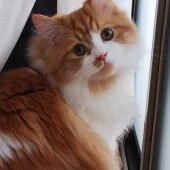 猫の生態・行動に関するアンケートvol.05