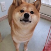 愛犬の鳴き声に関するアンケートvol.01