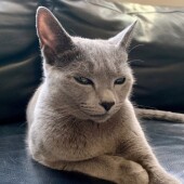 猫の生態・行動に関するアンケートvol.06