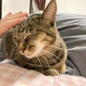 猫の留守番に関するアンケートvol.01