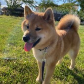 「犬の育て方、散歩」に関するアンケートvol.17