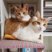 猫の名前に関するアンケートvol.02