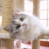 「猫飼いあるある」に関するアンケートvol.08