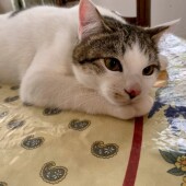 野良猫を家族に迎えた経験に関するアンケートvol.01