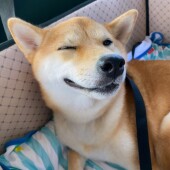 犬の熱中症に関するアンケート