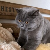 猫の名前に関するアンケートvol.03