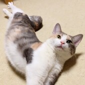 猫の暑さ対策に関するアンケートvol.01