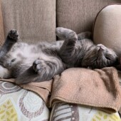 「猫飼いあるある」に関するアンケートvol.09