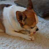 愛犬の「はじめての○○」に関するアンケートvol.01