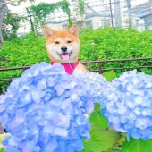 犬の行動に関するアンケートvol.05