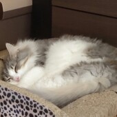 猫グッズに関するアンケートvol.02