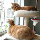 猫が反応する音に関するアンケートvol.01