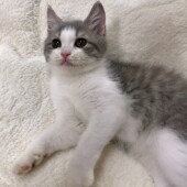 猫の生態・行動に関するアンケートvol.07